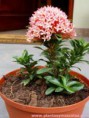 /album/fotogaleria-plantas-y-reforestacion/ixora-enana-jpg/